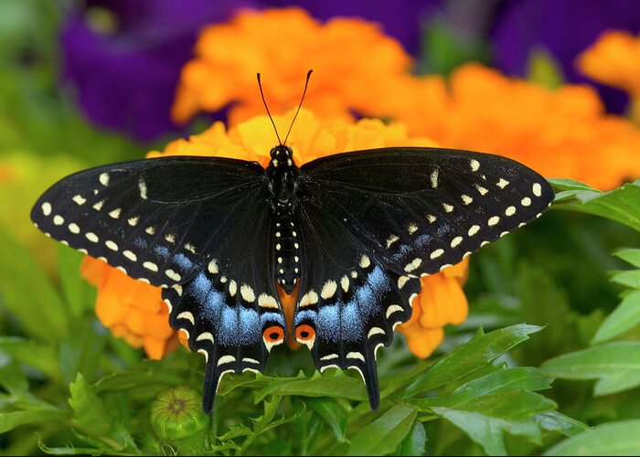 Black Greeting Card featuring the photograph Black Swallowtail Butterfly, Papilio #8 by Darrell Gulin