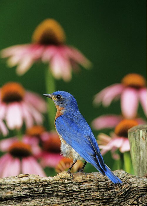 Avian Greeting Card featuring the photograph Eastern Bluebird (sialia Sialis #8 by Richard and Susan Day