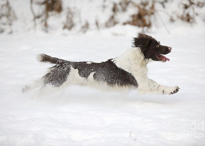 Dog Greeting Card featuring the photograph English Springer Spaniel #8 by John Daniels