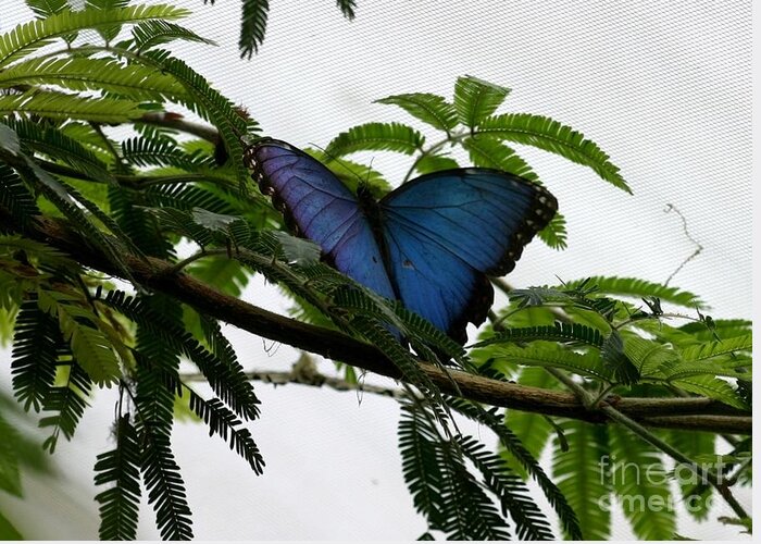 Blue Butterfly Greeting Card featuring the photograph From a tropical garden #12 by Susanne Baumann