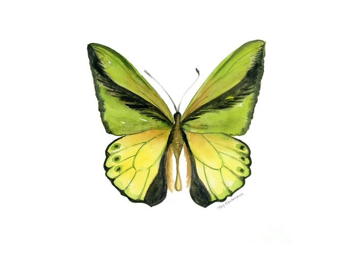 Goliath Butterfly Greeting Card featuring the painting 8 Goliath Birdwing Butterfly by Amy Kirkpatrick