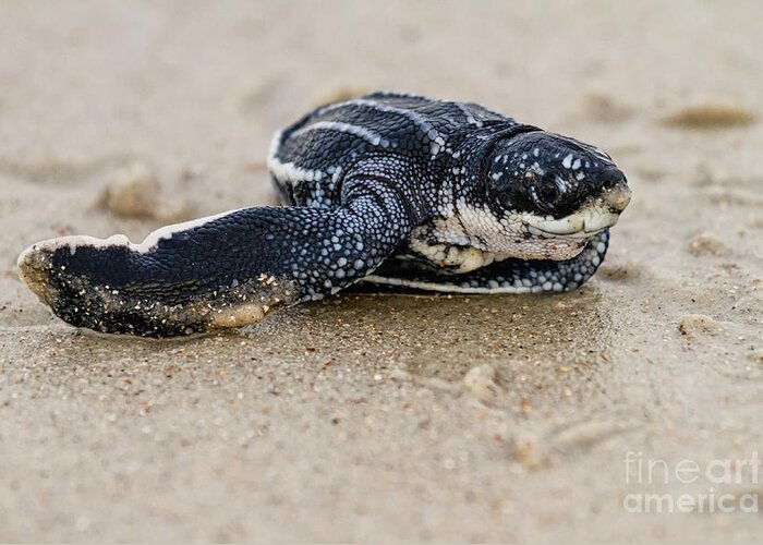Dermochelys Coriacea Greeting Card featuring the photograph Leatherback Sea Turtle Hatchling Amelia Island Florida #8 by Dawna Moore Photography