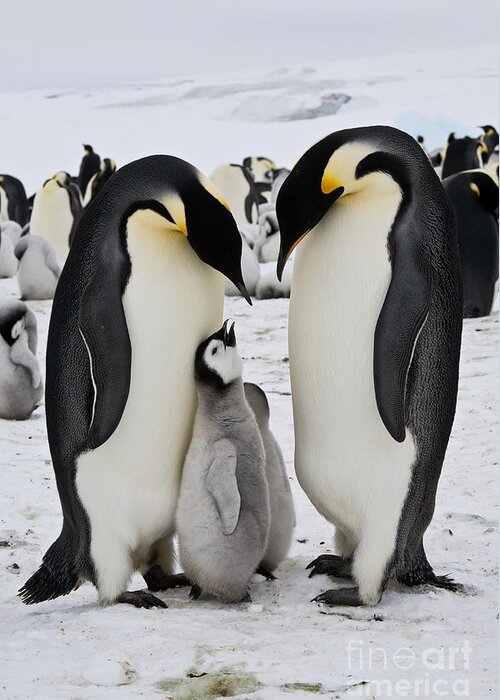 Penguin Colony Greeting Card featuring the photograph Emperor Penguins, Antarctica #9 by Greg Dimijian