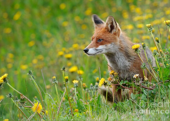 European Red Fox Greeting Card featuring the photograph European Red Fox #16 by Willi Rolfes