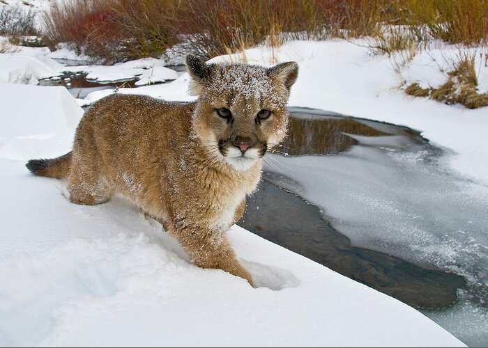 Animals Greeting Card featuring the photograph Mountain Lions In The Western Mountains #9 by Dennis Fast