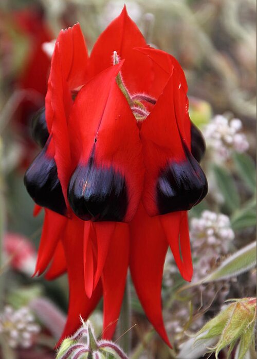 Sturts Desert Pea Greeting Card featuring the photograph Sturt's Desert Pea Outback South Australia #9 by Carole-Anne Fooks