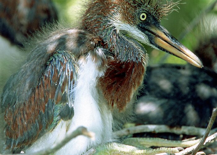 Animal Greeting Card featuring the photograph Tricolored Heron Nestlings #9 by Millard H. Sharp