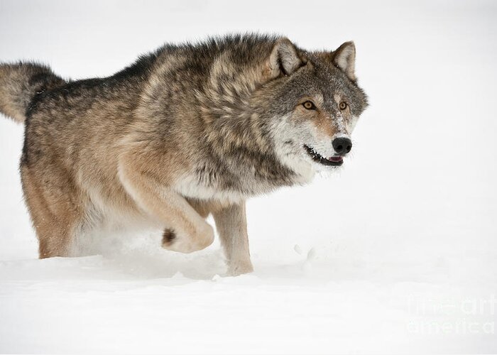 Canis Lupus Greeting Card featuring the photograph Wolf In Winter #9 by John Shaw