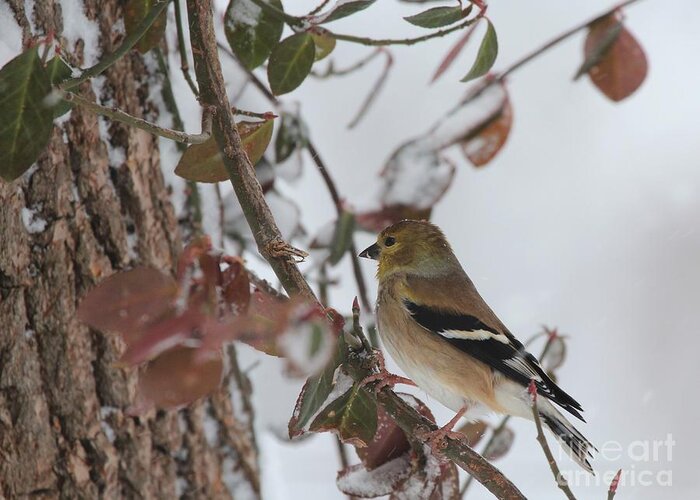 Nature Greeting Card featuring the photograph American Goldfinch #91 by Jack R Brock