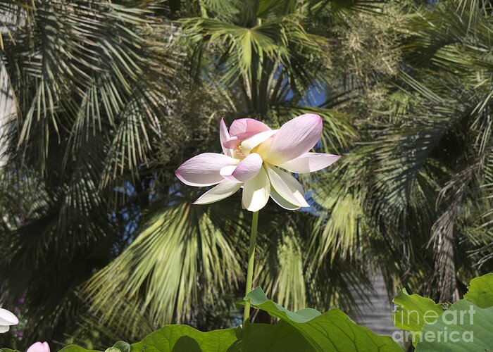 Stresa Greeting Card featuring the photograph A Balmy Lotus Flower by Brenda Kean