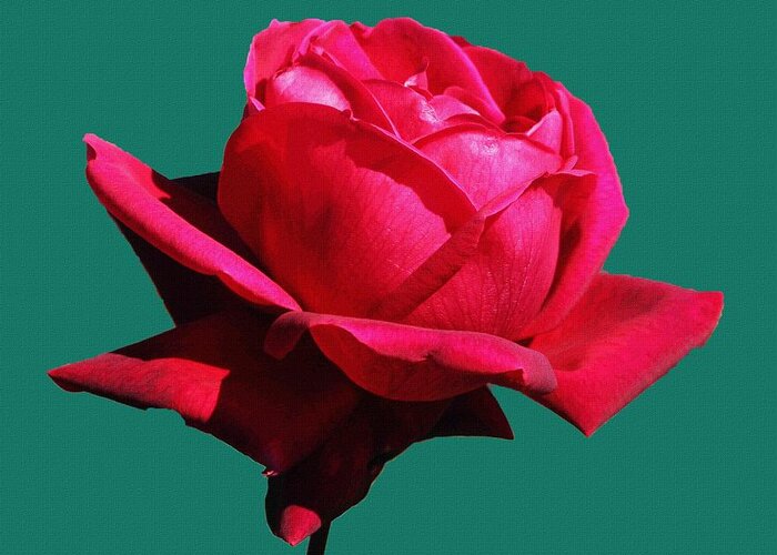  Big Red Rose Greeting Card featuring the photograph A Big Red Rose by Tom Janca