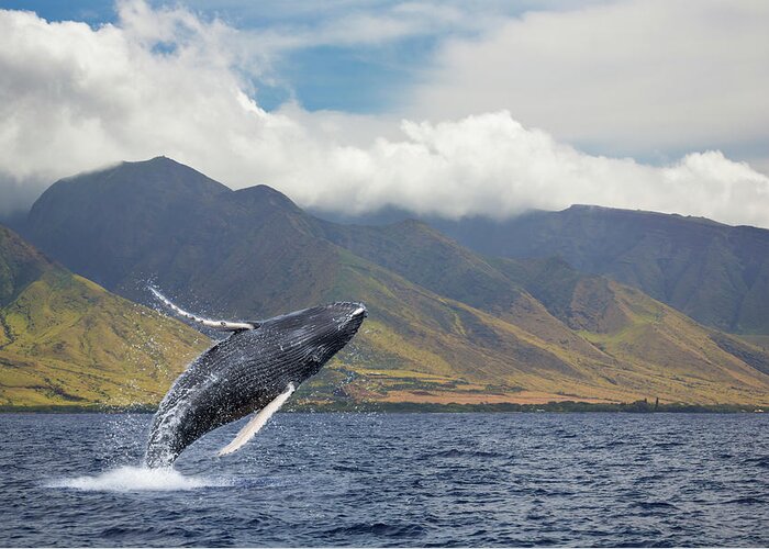 Animals In The Wild Greeting Card featuring the photograph A Breaching Humpback Whale Megaptera by Dave Fleetham