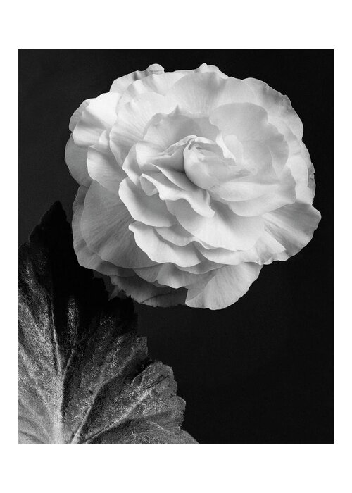 Flowers Greeting Card featuring the photograph A Camellia Flower by J. Horace McFarland