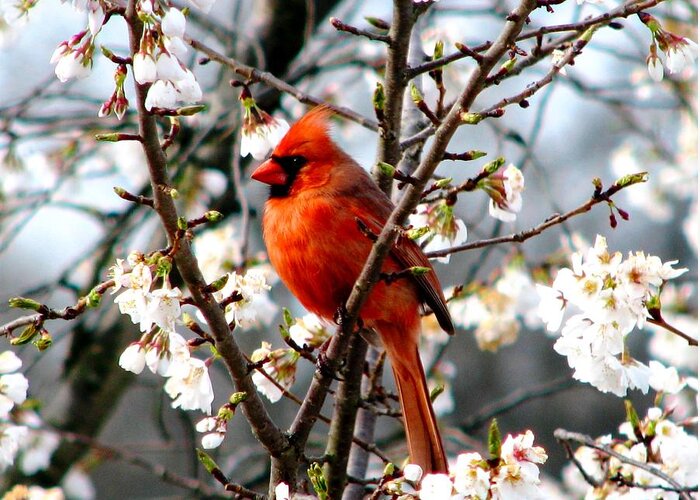 Cardinals Greeting Card featuring the photograph A Cardinal In The Apple Blossoms by Angela Davies