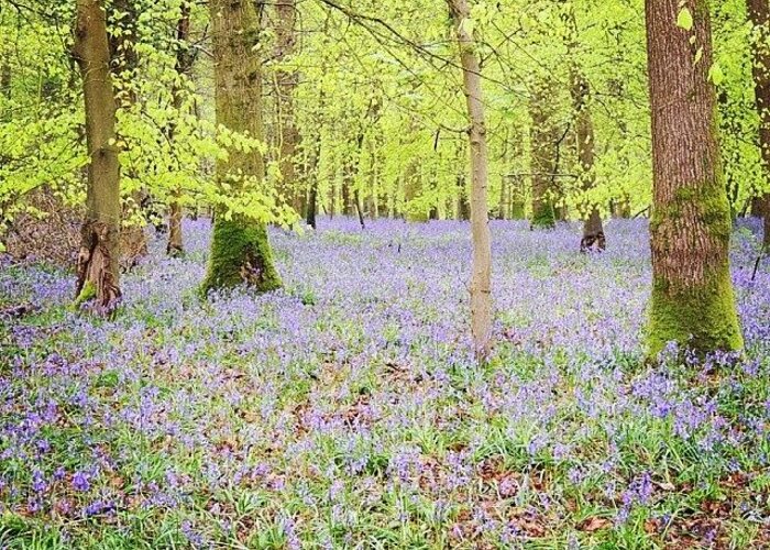 Naturephotography Greeting Card featuring the photograph A Carpet Of Bluebells by Karie-ann Cooper