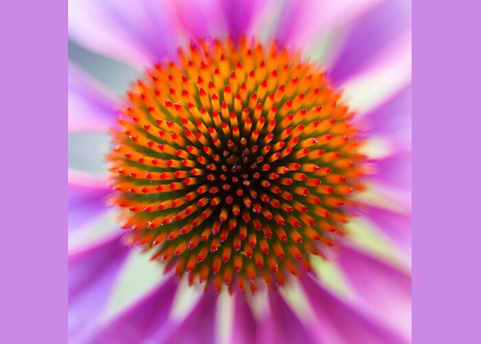 Echinacea Greeting Card featuring the photograph A Circle in a Square by Caitlyn Grasso