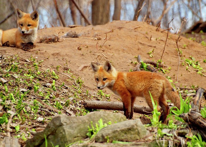 Red Foxes Greeting Card featuring the photograph A Day At the Den by Thomas Young