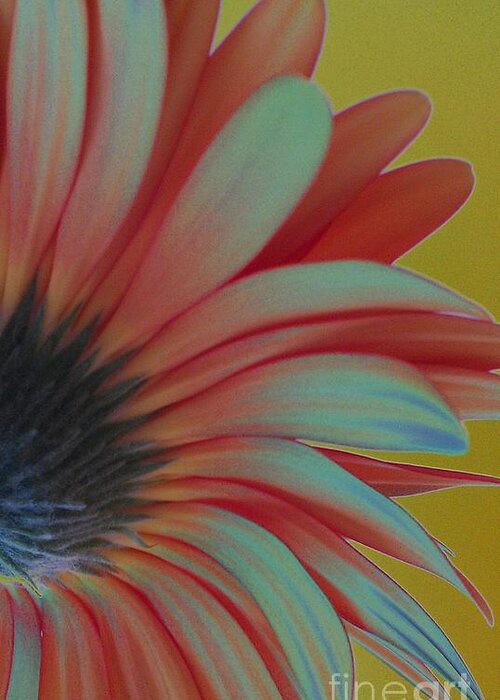 Daisy Greeting Card featuring the photograph A Different Perspective by Jacqueline McReynolds