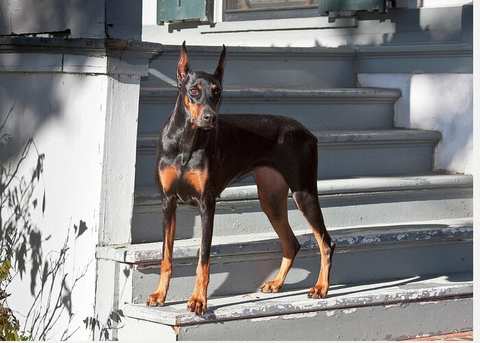 Alert Greeting Card featuring the photograph A Doberman Pinscher Standing On Stairs by Zandria Muench Beraldo