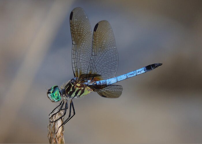 Dragonfly Greeting Card featuring the photograph A Dragonfly IV by Raymond Salani III