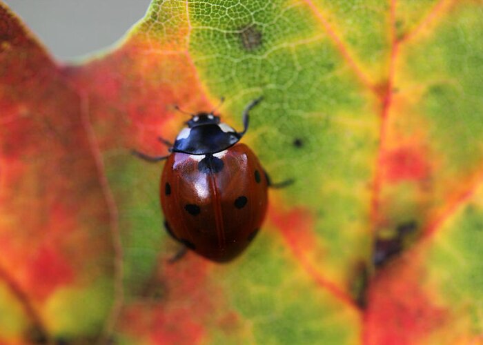 Ladybug Greeting Card featuring the photograph A Fall Walk 4 by Mary Bedy