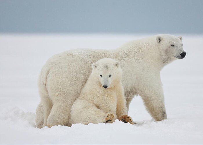 2010 Greeting Card featuring the photograph A Female Polar Bear And Her Two Cubs by Hugh Rose