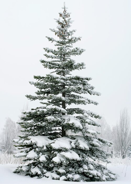 Scenics Greeting Card featuring the photograph A Fir Tree Covered In Snow Outside by Viorika
