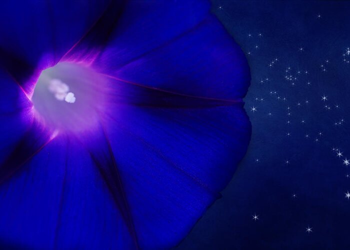 Morning Glory Flower Greeting Card featuring the photograph A Flower In The Cosmic Garden by Marina Kojukhova