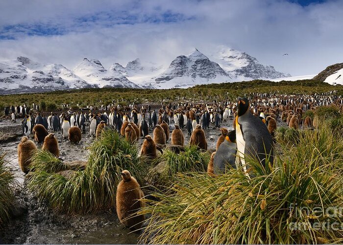 South Georgia Greeting Card featuring the photograph King Penguins with Snowy Mountain Backdrop on South Georgia Island by Tom Schwabel