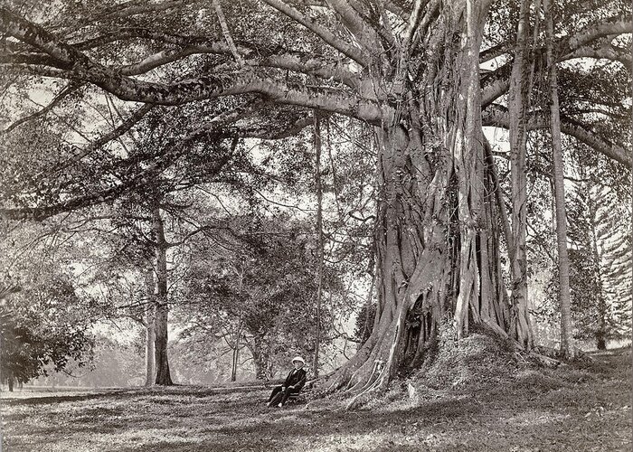 Sri Lanka Greeting Card featuring the photograph A gentleman sitting beneath a large native tree in British Ceylon by Scowen and Co