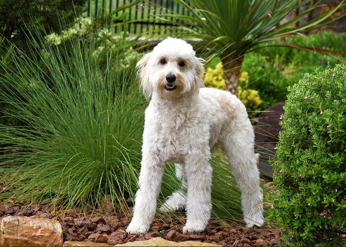 Alert Greeting Card featuring the photograph A Goldendoodle Standing In A Garden by Zandria Muench Beraldo