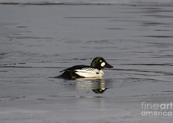 Common Goldeneye Drake Greeting Card featuring the photograph a Goldeneye by Dan Hefle