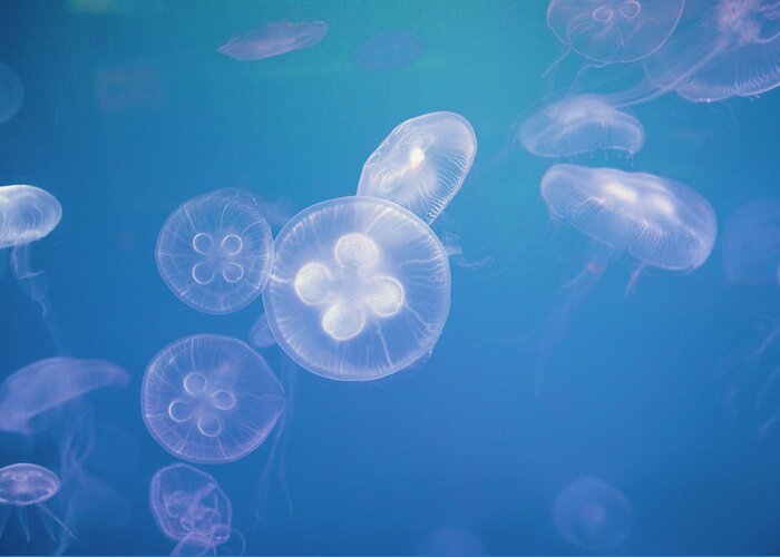 Underwater Greeting Card featuring the photograph A Group Of Jellyfish Swimming In The by Eternity In An Instant