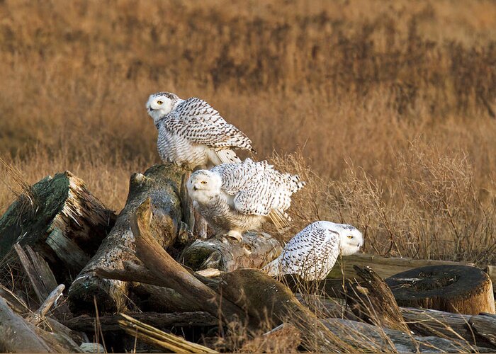 Adult Greeting Card featuring the photograph A Group of Snowy Owls by Michael Russell