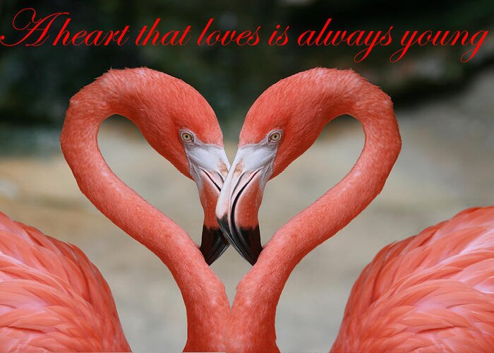 Heart Greeting Card featuring the photograph A heart that loves is always young by Bob Johnson