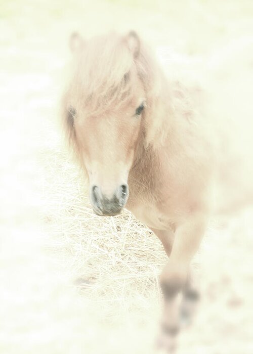 Horse Greeting Card featuring the photograph A Horse's Spirit by Karol Livote