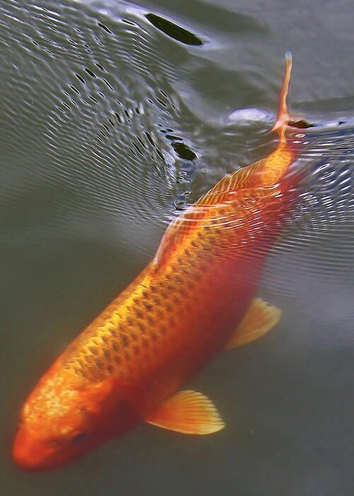 Koi Greeting Card featuring the photograph A Leisurely Swim by Bruce Bley