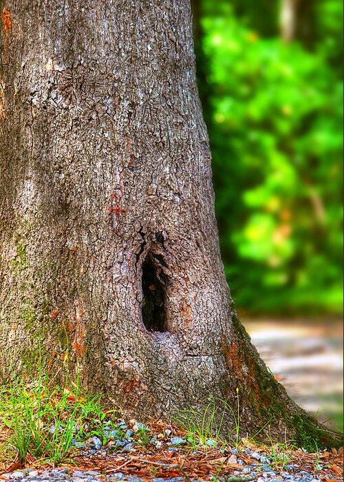 Nature Greeting Card featuring the photograph A Little Hiding Place by Ester McGuire