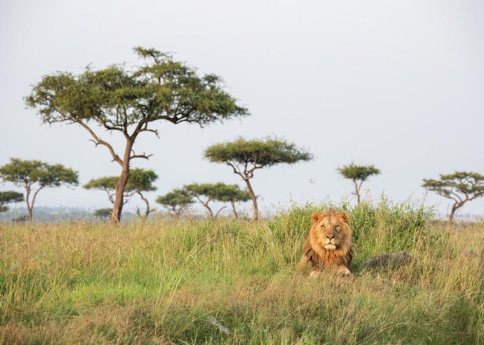 Kenya Greeting Card featuring the photograph A Lonely Male Lion In The Masai Mara by Seppfriedhuber