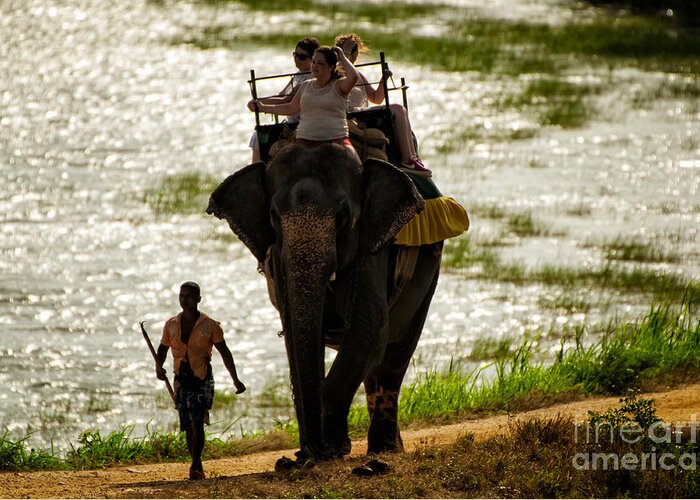 Elephant Riding Greeting Card featuring the photograph A New Journey by Venura Herath