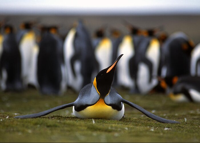 Antarctic Greeting Card featuring the photograph A Parent King Penguin Stretches by Kevin Moloney
