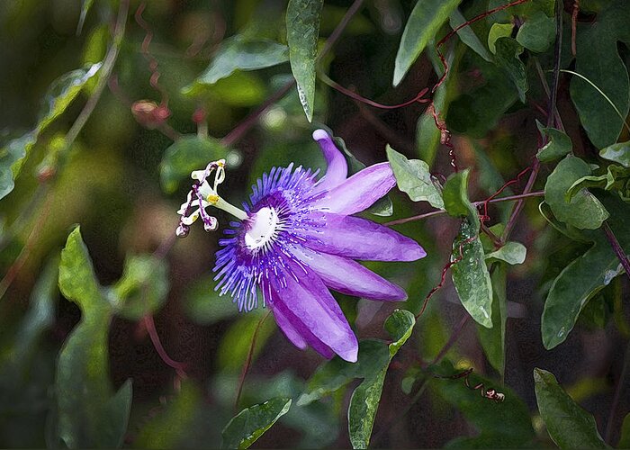 Passion Flower Greeting Card featuring the photograph A Passion for Flowers DB by Rich Franco