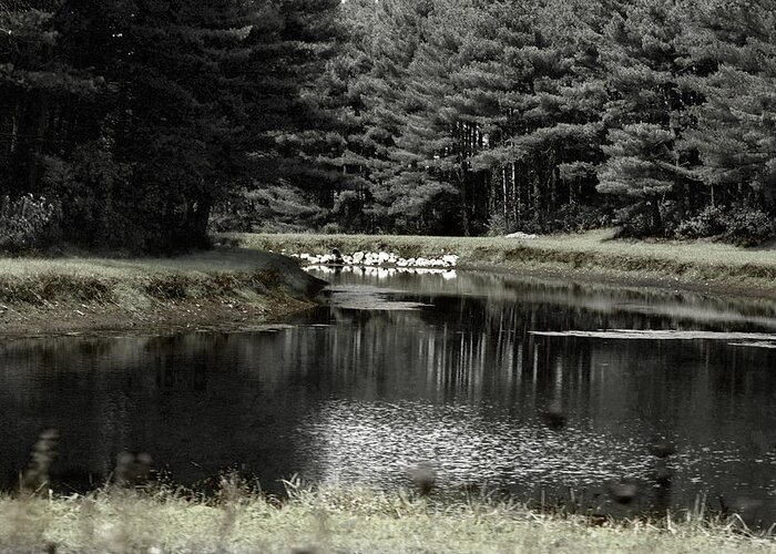 Pond Greeting Card featuring the photograph A Pond by David Yocum
