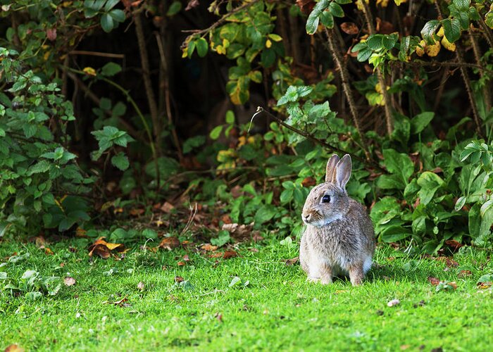 Grass Greeting Card featuring the photograph A Rabbit On The Grass by John Short / Design Pics