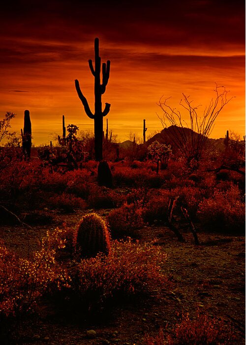 Desert Southwest Greeting Card featuring the photograph A Red Desert by Saija Lehtonen