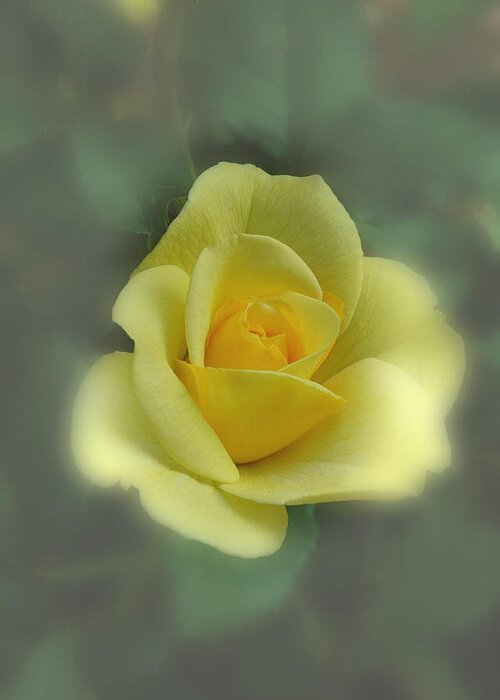 Rose Greeting Card featuring the photograph A Rose is a Rose by David Armstrong