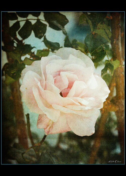 Flowers Greeting Card featuring the photograph A rose is a rose by Linda Olsen