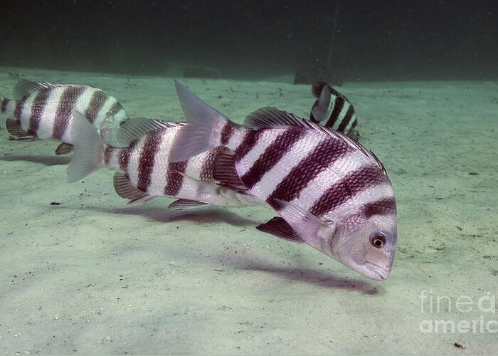 Fish Greeting Card featuring the photograph A School Of Sheepshead Feeding by Michael Wood