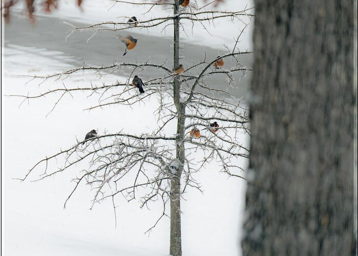 Birds Greeting Card featuring the photograph A Sign Of Change Is Coming by Jens Larsen