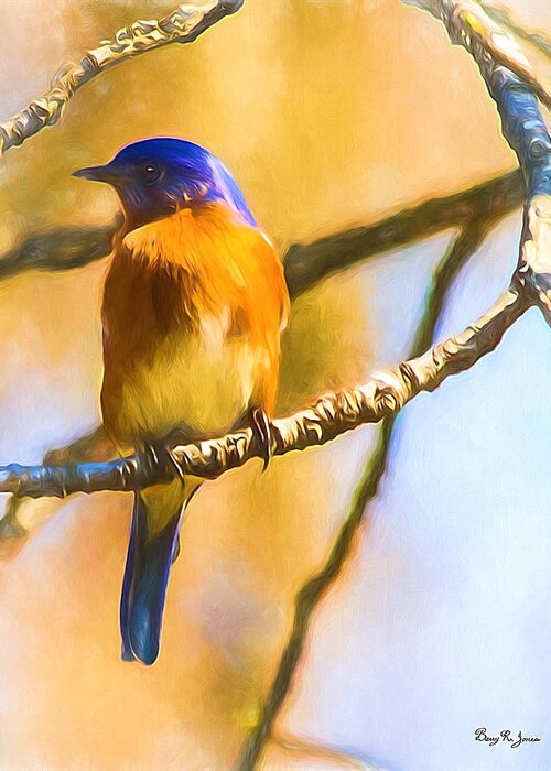 A Single Bluebird Greeting Card featuring the photograph Bird - Limb - A Single Bluebird by Barry Jones